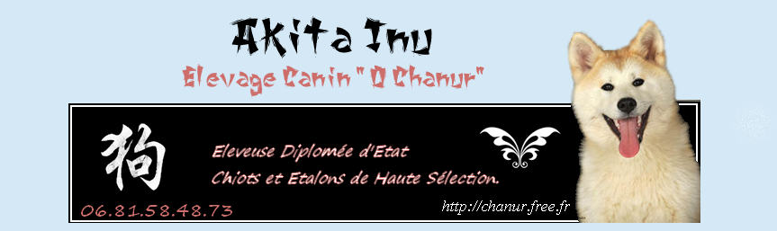 Forum Akita Inu Chiens Japonais / Japanese dogs / Nihon Ken Chanur Elevage